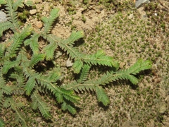 Selaginella repanda