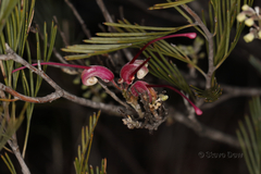 Grevillea plurijuga