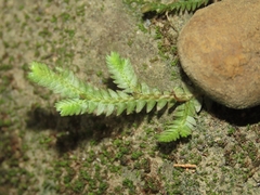 Selaginella repanda