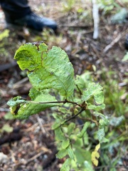 Lonicera nigra