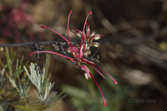 Grevillea plurijuga