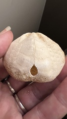 Protenaster australis