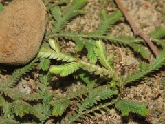 Selaginella repanda