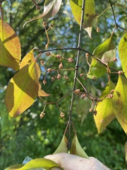 Euonymus atropurpureus