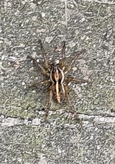 Artoriopsis expolita