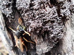 Polistes dominula