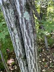 Euonymus atropurpureus