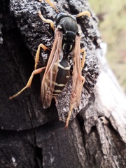 Polistes dominula