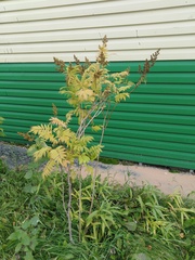 Sorbaria sorbifolia