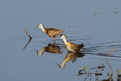 Actophilornis africanus