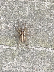 Artoriopsis expolita