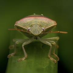 Piezodorus oceanicus