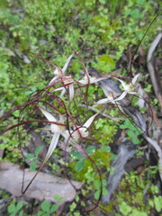 Caladenia capillata