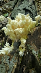 Hericium americanum