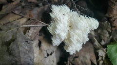 Hericium americanum