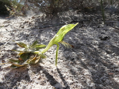 Pterostylis plumosa