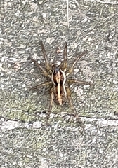 Artoriopsis expolita