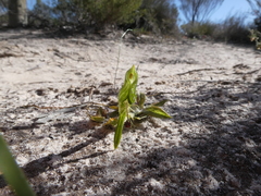 Pterostylis plumosa