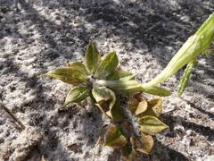 Pterostylis plumosa
