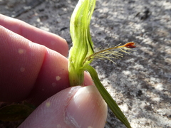 Pterostylis plumosa