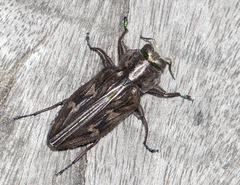 Chrysobothris