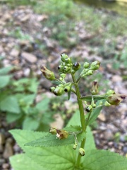Scrophularia