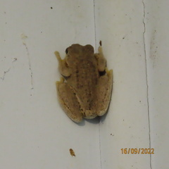 Litoria peronii