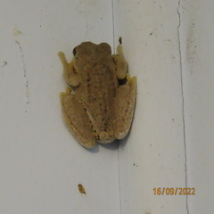 Litoria peronii