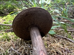 Porphyrellus