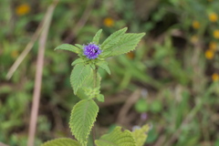 Phyllocephalum scabridum