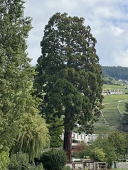 Sequoiadendron