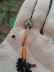 Mycena crocata