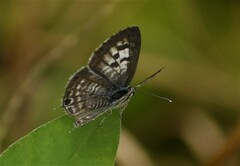 Leptotes plinius