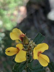 Diphucephala