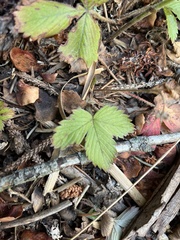 Fragaria viridis