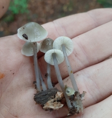 Mycena arcangeliana