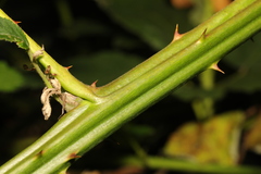 Rubus armeniacus