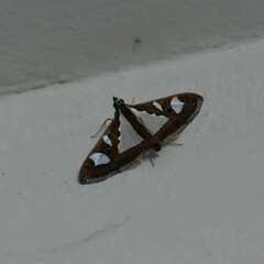 Glyphodes bivitralis