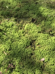 Azolla rubra