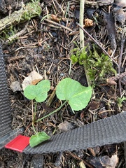 Viola reichenbachiana