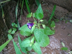 Torenia fournieri