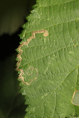 Stigmella microtheriella