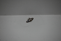 Glyphodes bivitralis