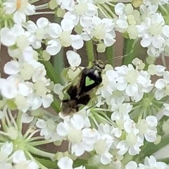 Orthops