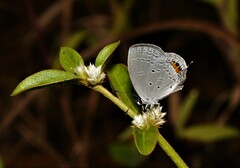 Everes lacturnus