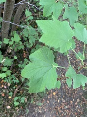 Ribes rubrum