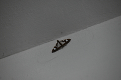 Glyphodes bivitralis