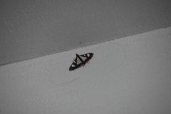 Glyphodes bivitralis