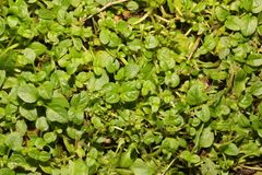 Angiospermae