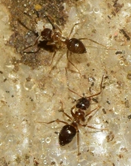 Nylanderia jaegerskioeldi